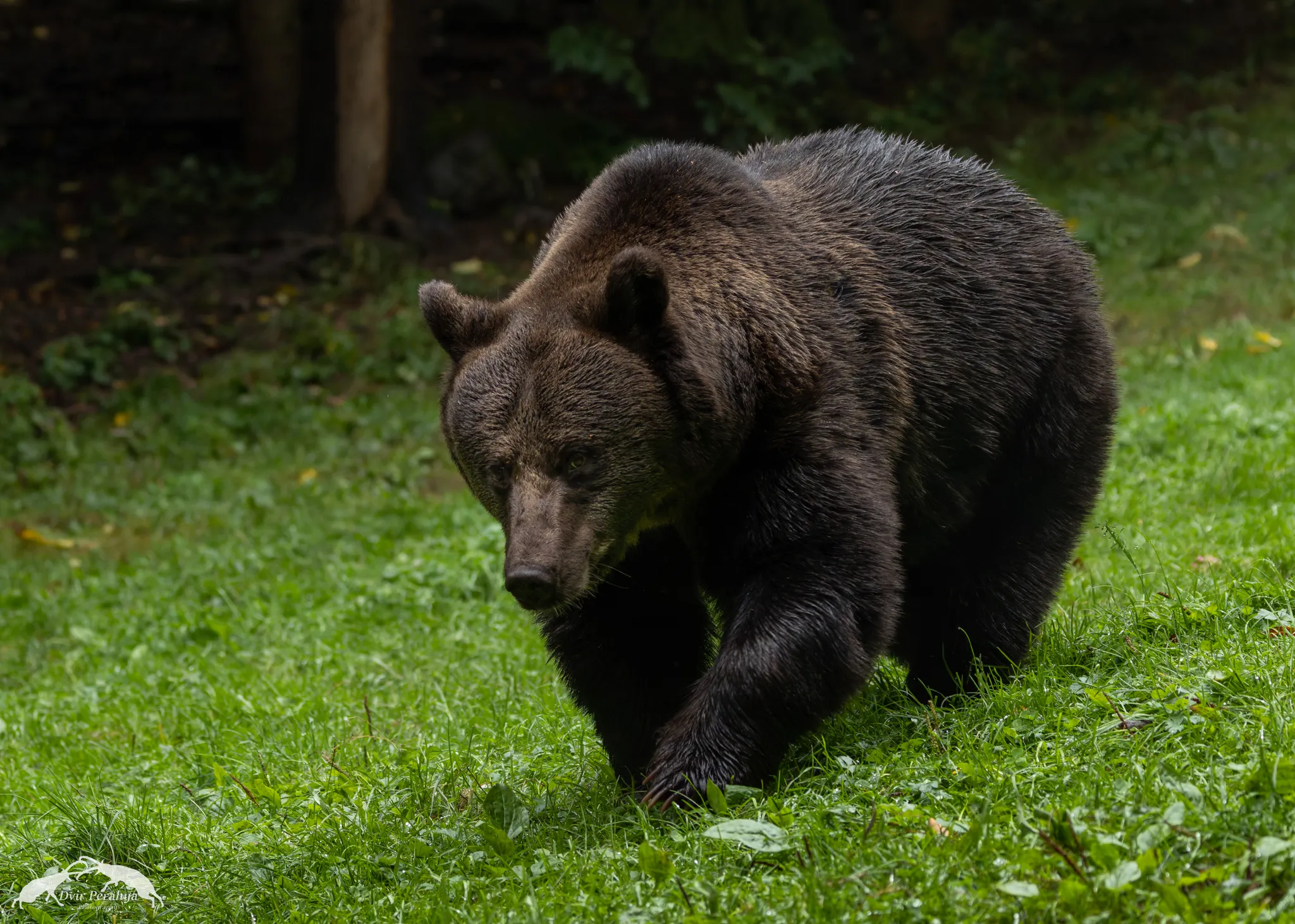 Tel Dor beach at sunset